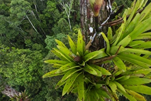 Bromeliad sp. growing on emergent tree in rainforest canopy nr Iquitos Amazon Peru Bromeliad sp. growing on emergent tree in rainforest canopy nr Iquitos Amazon Peru