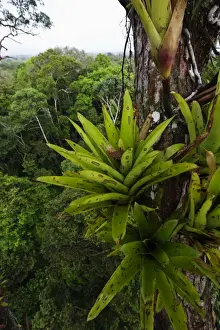 Bromeliad sp. growing on emergent tree in rainforest canopy nr Iquitos Amazon Peru