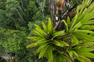: Bromeliad sp. growing on emergent tree in rainforest canopy nr Iquitos Amazon Peru