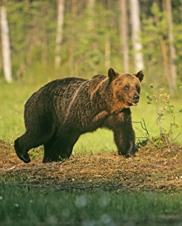 Brown Bear on Finnish / Russian border near Martinselkonen Finland June Brown Bear on Finnish / Russian border near Martinselkonen Finland June