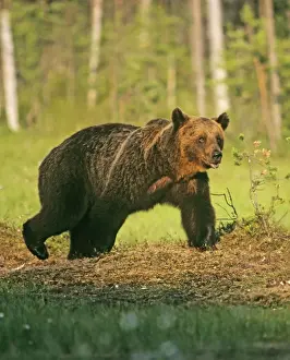 European Prints: Brown Bear on Finnish / Russian border near Martinselkonen Finland June