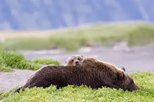 North America Prints: Brown Bear mother with cub Ursos arctos Katmai Alaska August