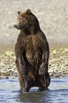 North America Prints: Brown Bear (Ursos arctos) chasing salmon Katmai Alaska August