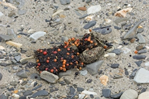 Brown Bear Ursos arctos droppings showing bear has been eating berries, Katmai Alaska Brown Bear Ursos arctos droppings showing bear has been eating berries, Katmai Alaska