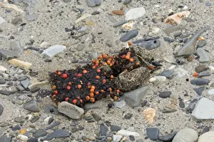Bear Prints: Brown Bear Ursos arctos droppings showing bear has been eating berries, Katmai Alaska