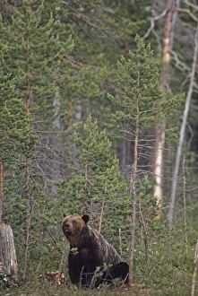 Brown Bear Ursos arctos at edge of forest close to Russian border in Finnish Lapland Brown Bear Ursos arctos at edge of forest close to Russian border in Finnish Lapland