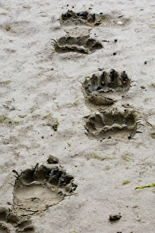 Brown Bear Ursos arctos Katmai Alaska August