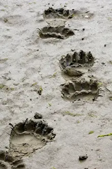 North America Prints: Brown Bear Ursos arctos footprints Katmai Alaska August
