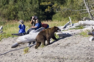 Brown Bear Ursos arctos & hikers Katmai Alaska August