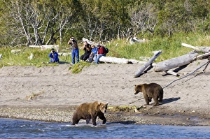 Brown Bear Ursos arctos & hikers Katmai Alaska August