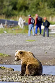 Tourism Prints: Brown Bear Ursos arctos & hikers Katmai Alaska August