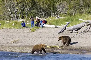 Brown Bear Ursos arctos & hikers Katmai Alaska August