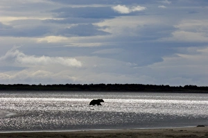Brown Bear Ursos arctos Katmai Alaska August