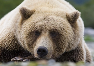 Brown Bear Ursos arctos Katmai Alaska August