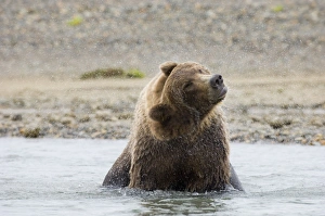 Brown Bear Ursos arctos Katmai Alaska August