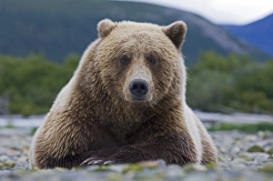 Brown Bear Ursos arctos Katmai Alaska August