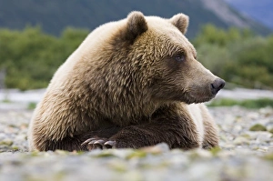 Brown Bear Ursos arctos Katmai Alaska August