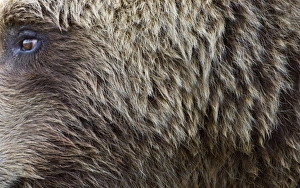 Brown Bear Ursos arctos Katmai Alaska August