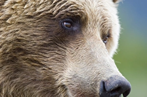 Brown Bear Ursos arctos Katmai Alaska August