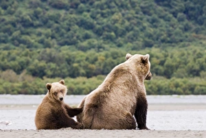 Brown Bear Ursos arctos mother with cub Katmai Alaska summer Brown Bear Ursos arctos mother with cub Katmai Alaska summer