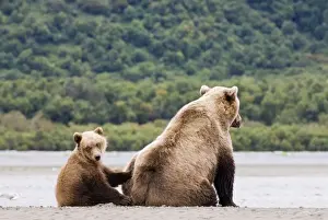 North America Prints: Brown Bear Ursos arctos mother with cub Katmai Alaska summer