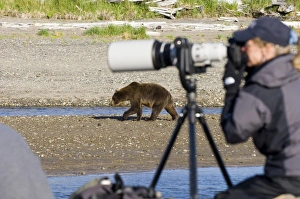 Brown Bear Ursos arctos and photographer Katmai Alaska August Brown Bear Ursos arctos and photographer Katmai Alaska August