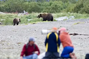 Tourism Prints: Brown Bear Ursos arctos & photographers Katmai Alaska August