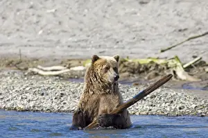 North America Prints: Brown Bear Ursos arctos playing with piece of wood Katmai Alaska August
