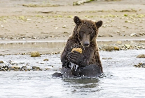 Brown Bear Ursos arctos playing with rock Katmai Alaska August Brown Bear Ursos arctos playing with rock Katmai Alaska August