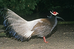 Endangered Prints: Brown-eared Pheasant China May (captive)