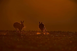 Brown (European) Hare Lepus europaeus buck chasing doe Norfolk Brown (European) Hare Lepus europaeus buck chasing doe Norfolk