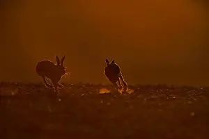 Mammal Prints: Brown (European) Hare Lepus europaeus buck chasing doe Norfolk