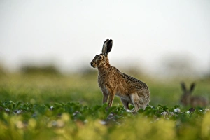 Brown (European) Hare Lepus europaeus Norfolk