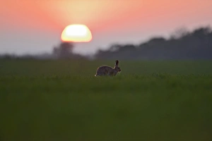 Brown (European) Hare Lepus europaeus Norfolk
