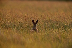 Mammal Prints: Brown (European) Hare Lepus europaeus Norfolk May