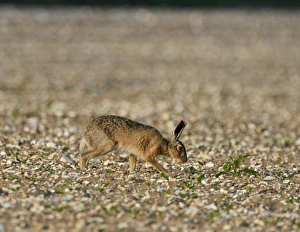 Brown (European) Hare Lepus europaeus Norfolk May
