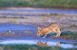 Brown Hare lepus capensis coming to drink Salthouse Norfolk April Brown Hare lepus capensis coming to drink Salthouse Norfolk April