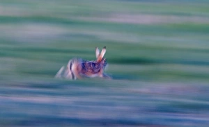 Brown Hare lepus capensis running across grazing marsh Norfolk April