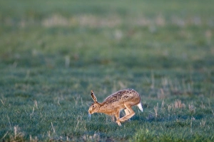 Brown Hare lepus capensis running across grazing marsh Norfolk April Brown Hare lepus capensis running across grazing marsh Norfolk April