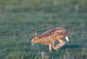 Brown Hare lepus capensis running across grazing marsh Norfolk April