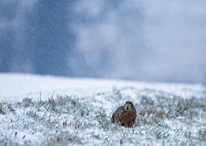 Brown Hare Lepus europaeus crouched on game cover strip on edge of winter wheat field Brown Hare Lepus europaeus crouched on game cover strip on edge of winter wheat field