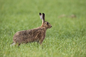 Brown Hare Lepus europaeus Norfolk April