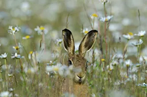 Brown Hare Lepus europaeus in meadow in summer Norfolk UK