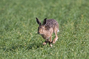 Brown Hare Lepus europaeus Norfolk April