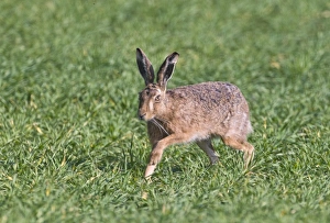 Mammal Prints: Brown Hare Lepus europaeus Norfolk April