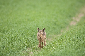 Brown Hare Lepus europaeus Norfolk April