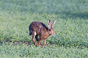 Brown Hare Lepus europaeus Norfolk April