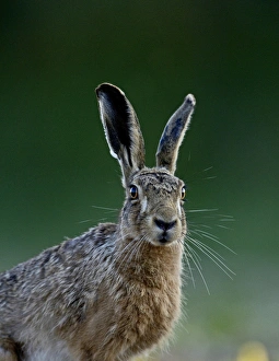 Mammal Prints: Brown Hare Lepus europaeus Norfolk May