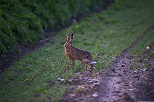 Mammal Prints: Brown Hare Lepus europaeus Norfolk spring