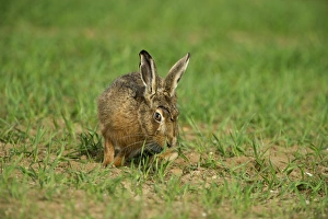 Brown Hare Lepus europaeus Norfolk spring